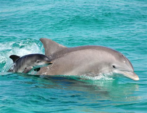 Bottlenose Dolphin Wild Coast