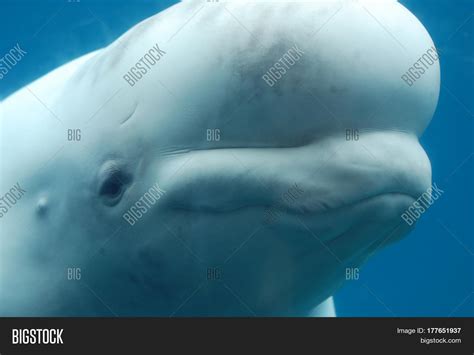 Amazing Profile Beluga Image And Photo Free Trial Bigstock