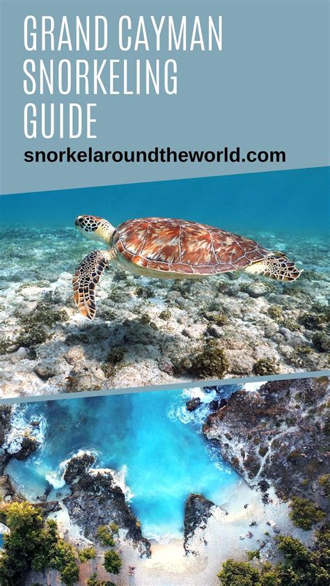 snorkeling in barbados best beaches to snorkel artofit