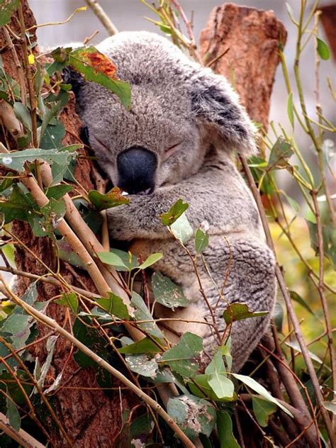 Koala O Sleepy Animals Koala Cute Animals