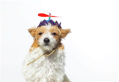 Dogs Pet Supplies Hats Rubies Propeller Hat For Pets