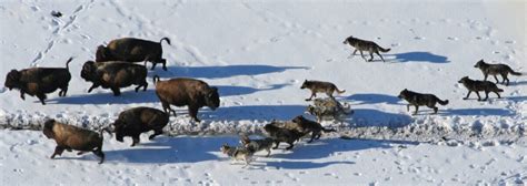 Utah researchers learn secrets of wolf hunting habits in Yellowstone