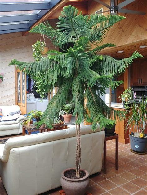 31 Best Large Indoor Plants For Home And Offices Large Indoor Plants
