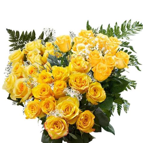 Globalrose 3 Dozen Yellow Roses With Babys Breath And Green Fresh