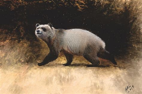 Extinct Panda From Ancient Europe Highlights Debate Over Animals
