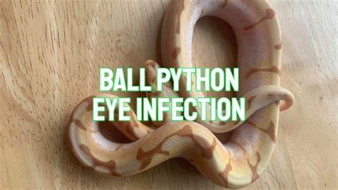 Ball Python Eye Infection Symptoms Causes Treatment And Prevention