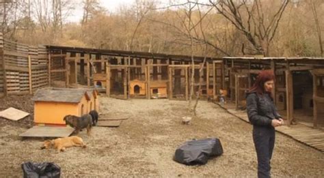 Want To Adopt A Stray Dog From Sochi Russia Heres How Rescue Dogs