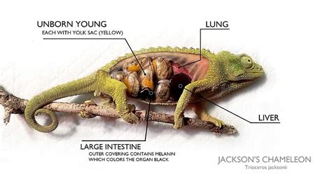 Amphibians Reptiles Jackson Chameleon Animal Science Kairo Unborn