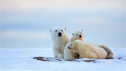 Polar Bear Animals Desktop Screen Rest Hours