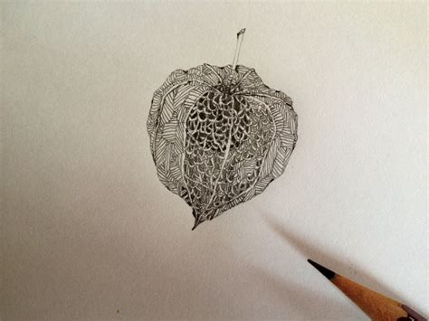We did not find results for: Japanese lantern plant drawing (con imágenes)