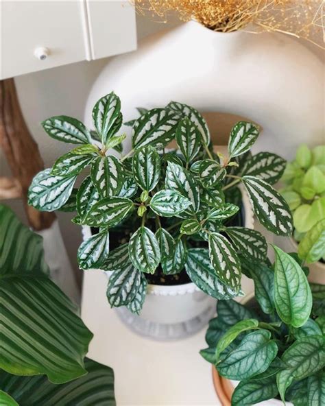 Aluminum Plant Pilea Cadierei Care And Growing Guide
