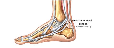 Tibialis Posterior Pain On The Inside Of The Ankle