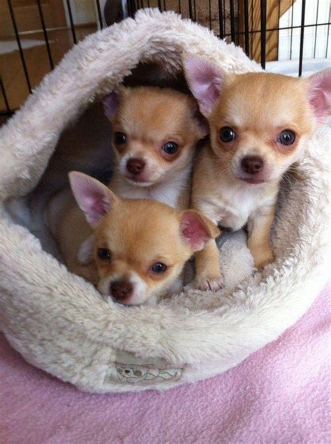 3 X Cute Chihuahua Chihuahua Puppies Baby Chihuahua Cute Chihuahua