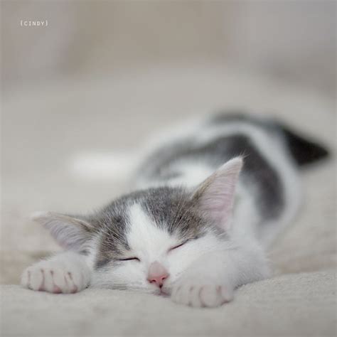 Sweet Dreams Sleeping Kitten Grey Kitten Cute Cats
