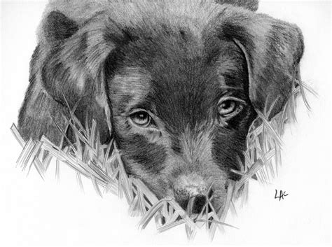 You can edit any of drawings via our online image editor 1500x843 the images collection of hub i realistic dog drawing challenge you. Ziggy - Labrador puppy - LAc studio