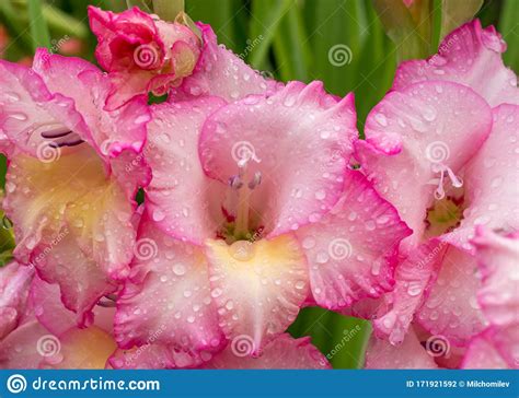 Pink Gladiolus Raindrops On Flower Spring Garden With Gladiolus Stock