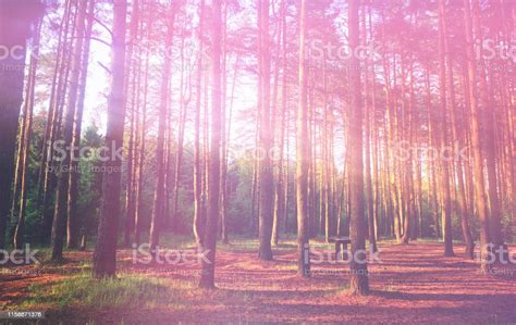 Dramatic Sunset At Pine Tree Forest Landscape Background Hd Stock Photo