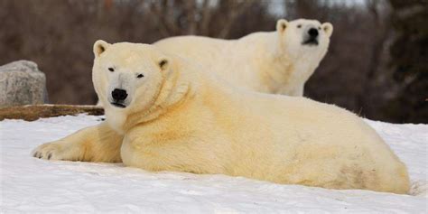 What I Eat In A Day Polar Bear Edition Assiniboine Park Conservancy