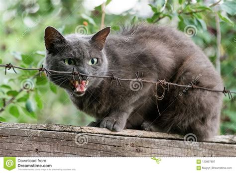 Angry Cat Growls Sitting On Fence Behind Barbed Wire Aggressive Grey
