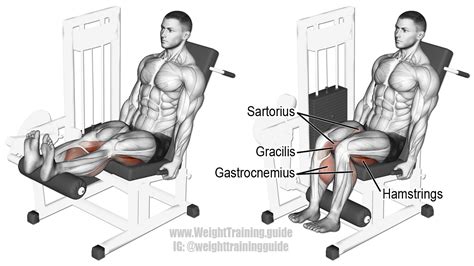 Seated Leg Curl Exercise Instructions And Video Weight