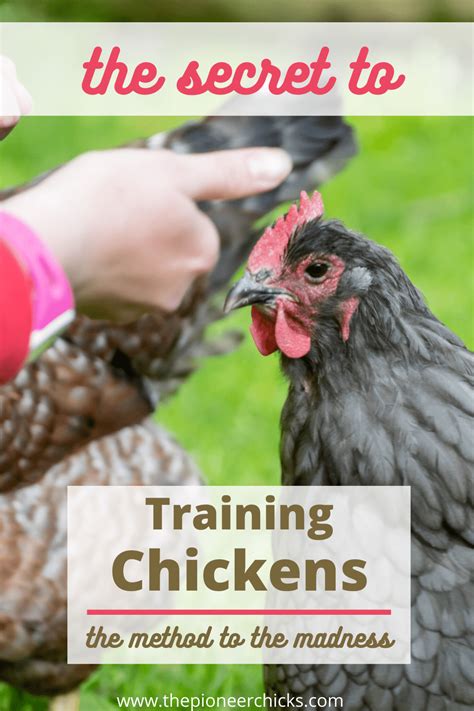 The Secret To Training Chickens The Pioneer Chicks Training Chickens Chickens Chickens