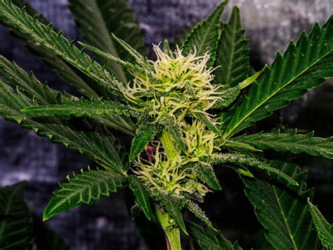 Black Indica Flower 420 Magazine