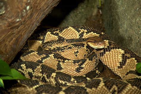 Best Pit Viper Stock Photos Pictures And Royalty Free Images Istock