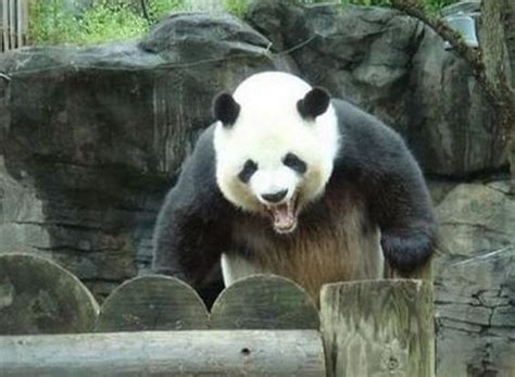 Image Angry Panda The Dead Frontier Wiki Fairviews Knowledge