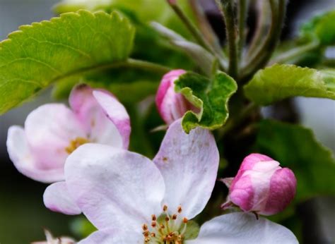 How To Identify Spring Blossom