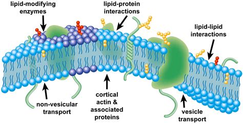 Membrane receptor proteins relay signals between the cell's internal and external environments. Our evolving view of plasma membrane domains