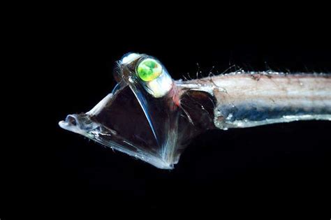 Some Deep Sea Fish Have Evolved Souped Up Colour Night Vision New