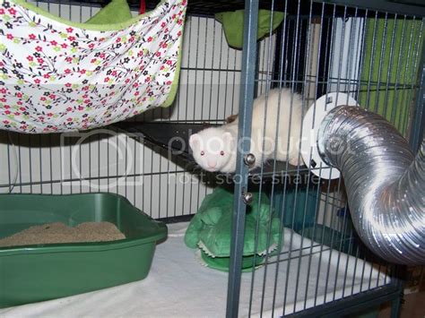 Your Ferrets Fav In Cage Toys The Holistic Ferret Forum