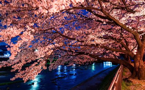 Trees Park Way River Viewes Flourishing Beautiful Views