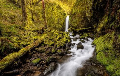 Обои лес ручей водопад мох Орегон Oregon Columbia River Gorge