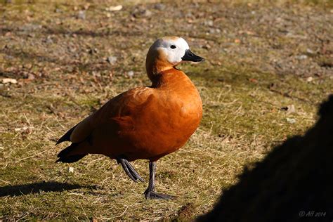 Ente (wappentier), ein wappentier in der heraldik. Ente braun weiss Foto & Bild | tiere, wildlife, wild ...