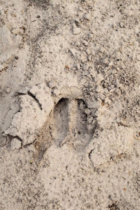 Empreinte De Sanglier Dans Le Sable Photo Stock Image Du Impression