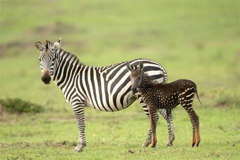 Spotted In Kenya Somethings Wrong With This Baby Zebra In A Good Way