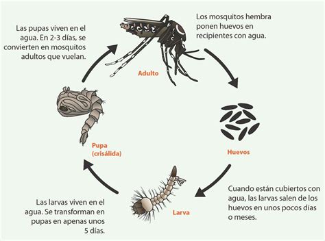 Dengue El Firme De La Salud