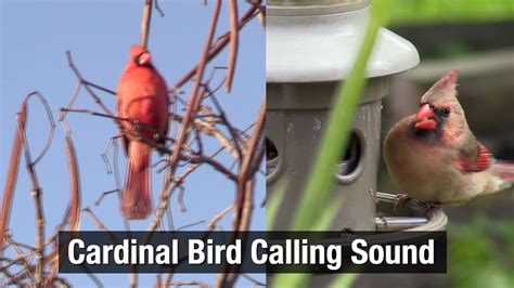 Cardinal Bird Calling Sound 2022 Youtube