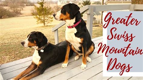 Greater Swiss Mountain Dogs Great Swiss Mountain Dog Mountain Dogs