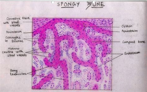 Histology Of Spongy Bone