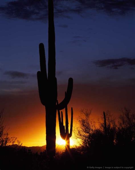 Sunset With Saguaro Cactus Silhouettes Saguaro National Park Tucson