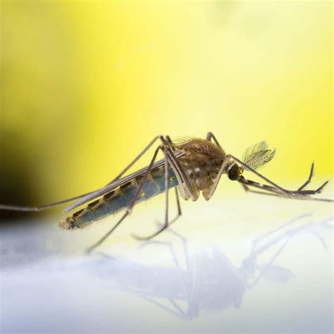 Mosquito Control In Ashburn Va With Extermpro · Extermpro