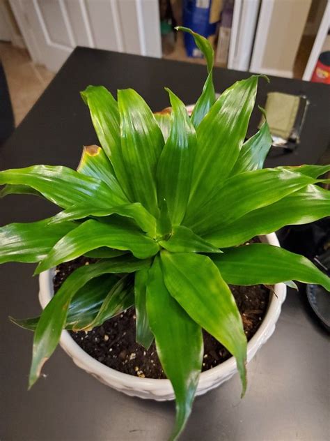What Kind Of Plant Is This Dracaena Plants House Plants Dracaena