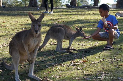 Koala Cuddling And Kangaroo Feeding At Lone Pine Koala Sanctuary The