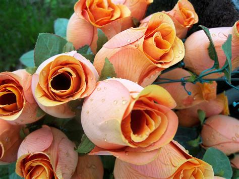 Orange Roses Uploaded With The Flock Browser Jo Naylor Flickr