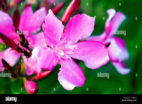 Close Up Of Oleander Flower Stock Photo Alamy