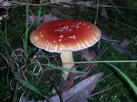 Finds In Georgia Mushroom Hunting And Identification