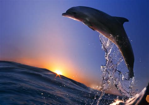 Dolphin Wallpapers Hd Desktop And Mobile Backgrounds