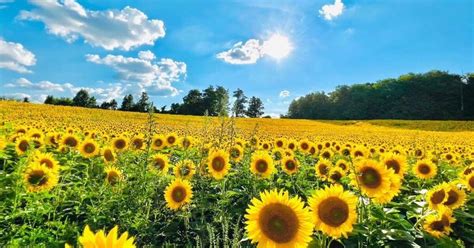 you can do yoga and pick your own flowers at a sunflower farm near toronto